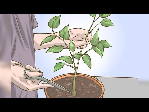 Vídeo: Informações sobre a poda de plantas de pimenta