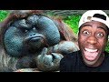 Funny Animal Videos | Joseph Royal Reacts