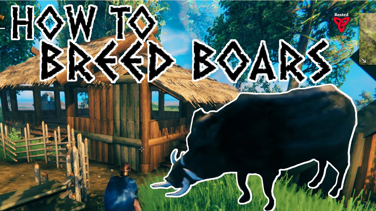How To Breed Boars In Valheim Ultimate Guide YouTube how-to-breed-boars-in-valheim-ultimate-guide-youtube