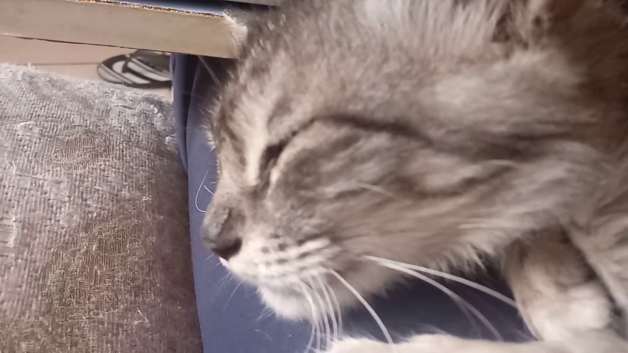 My Sleeping Dying Cat 