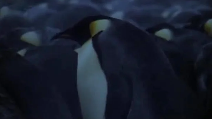 Emperor Penguins in Antarctica | BBC Planet Earth | BBC Studios