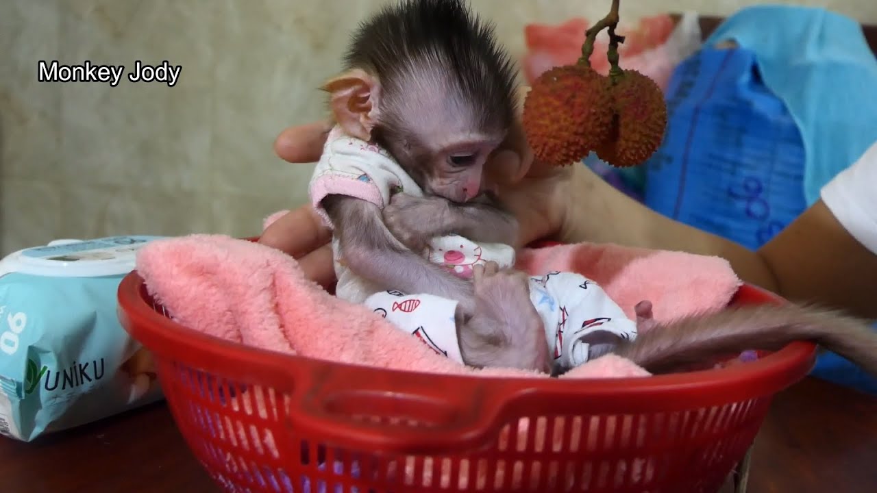 Cute Baby Jody Sit In Basket No Interesting Fruit ,He Only Suck hands .