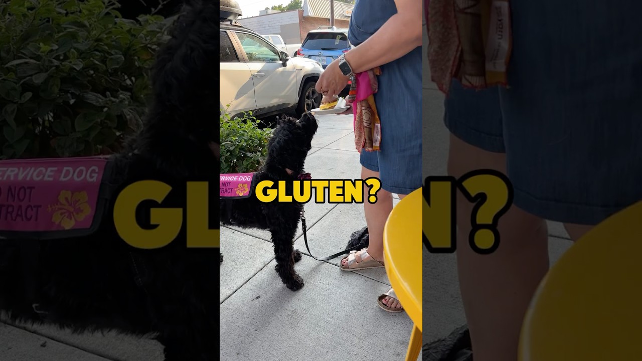 Gluten detection dog checks my breakfast for gluten.  