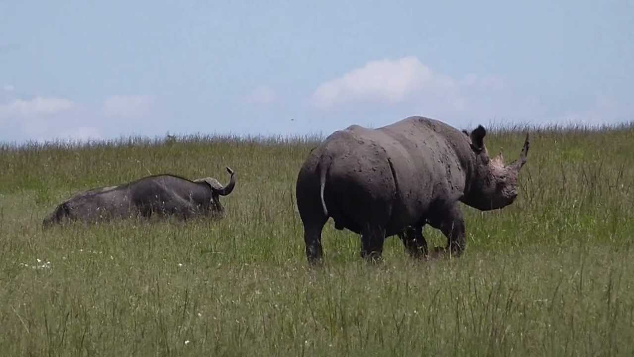 Masai Mara - Black Rhino Vs Buffalo - Rhino avoid confrontation with male B...