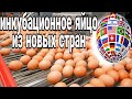 Дефицит Инкубационного Яйца - Решения. Новости