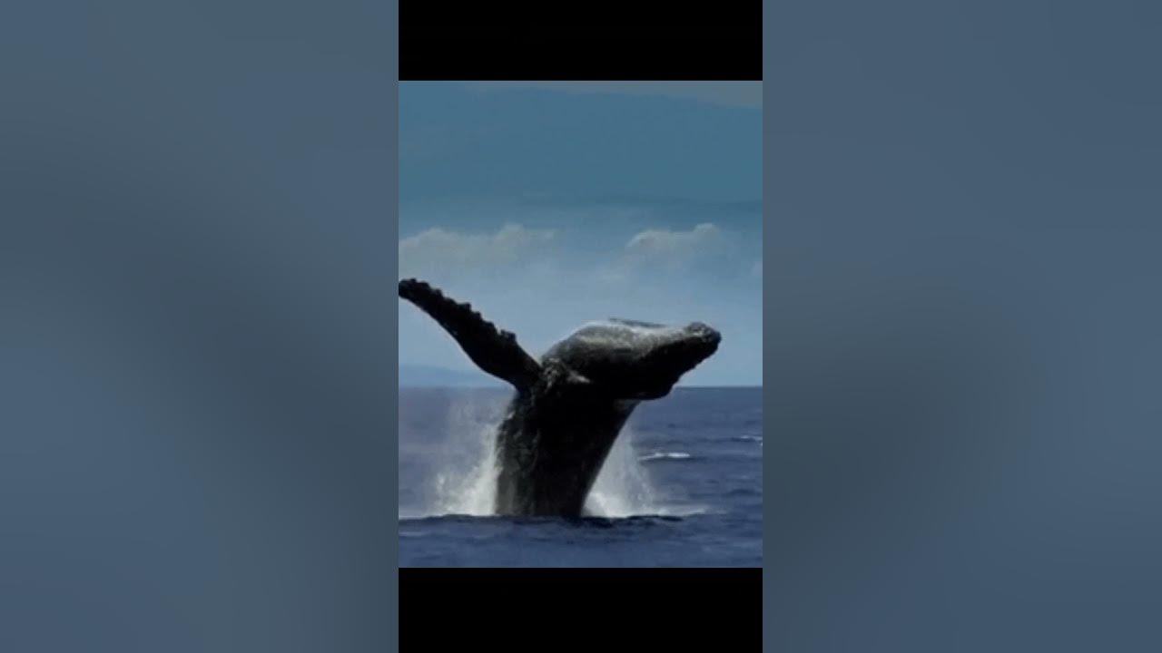 Blue whale heartbeat in a minute #shortsfeed #fact #bluewhales #animals