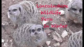 Lincolnshire Wildlife Park in winter