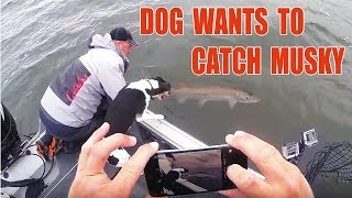 Dog Wants Musky - Crazy Jump - Chaos Tackle Pegassus - Todays Angler