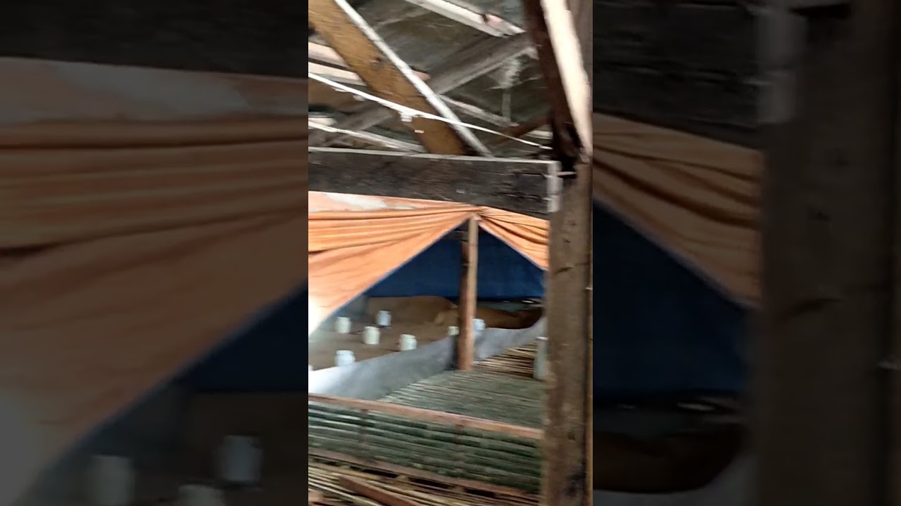 brooding area set-up for chicks