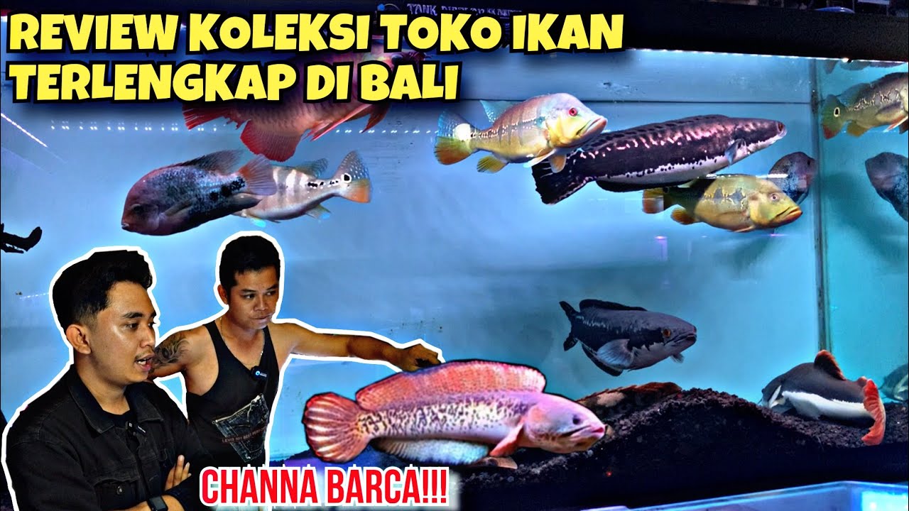GREBEK TOKO IKAN TERLENGKAP DI BALI!!!