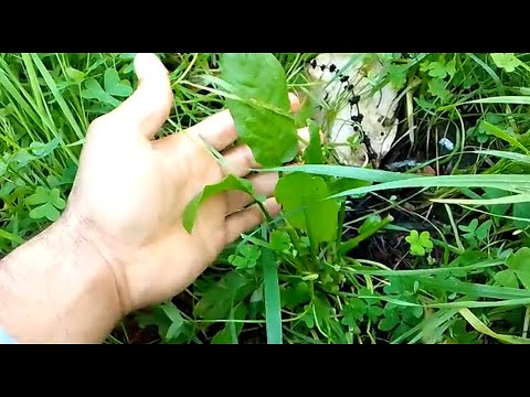 هذه النبته محاربه للامراض السرطانيه والعين والكلى والفطام والتخسيس اكثروا من اكلها