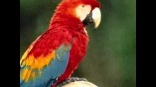 Tico Tico Ray Conniff.wmv