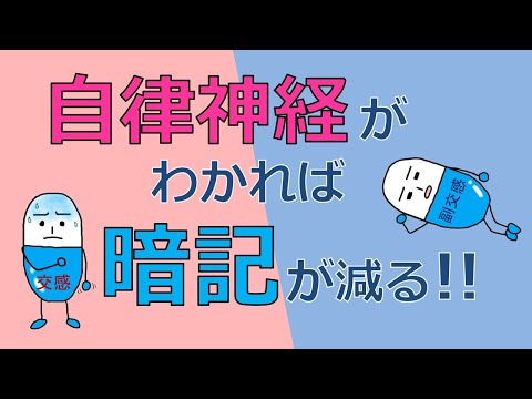 自律神経がわかれば暗記が減らせる！交感神経と副交感神経の仕組みを理解しよう！【看護の薬理】