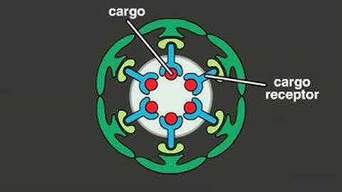 Clathrin full Rendering