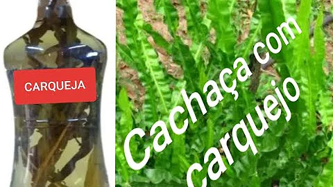 Pode colocar carqueja no vinho branco?