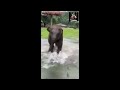 Adorable baby elephant!