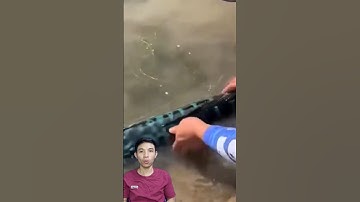 Kéo cá lóc lên bờ #cacconvat #docla #fishing