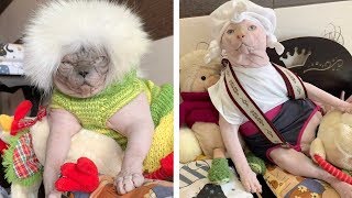 Sphynx Cats Wear Adorable Outfits