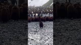 FLUFFY PENGUIN CHICK LOOKS LIKE HAIRY COUSIN ITT #shorts  #penguin #penguinchick #addamsfamily
