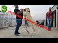 world biggest dog breed in pakistan.king of ALL central Asian shepherds dog breeds