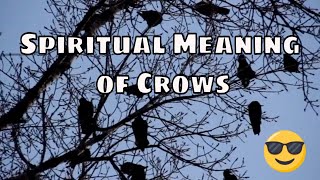 The Spiritual Meaning of Crows - What Do They Mean for You