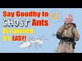 How to Eliminate Ghost Ants - Easy, Cheap, and Effective