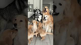 So cute #adorableanimals #goldenretriever #husky #pets #adorably #puppy #goldenretreiver #funny