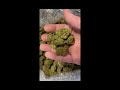 Best THCA Supplier As Of January 2026: Absolute Cheapest THCA Hemp Flower Pounds Wholesale Distro