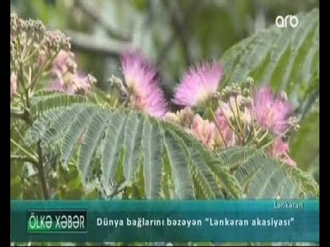 Dünya bağlarının bəzəyi olan \