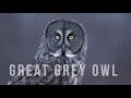 Great Grey Owl