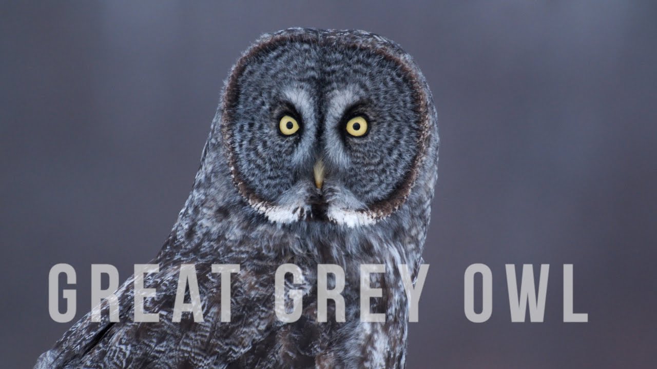 Great Grey Owl YouTube