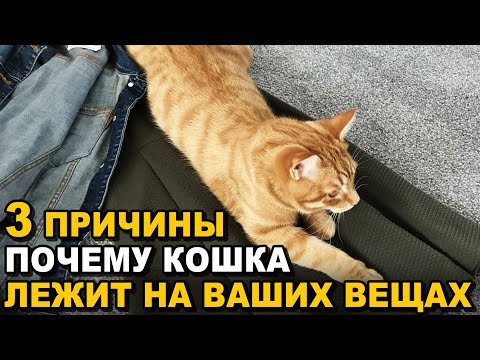 3 Причины, Почему Кошка Лежит на Ваших Вещах