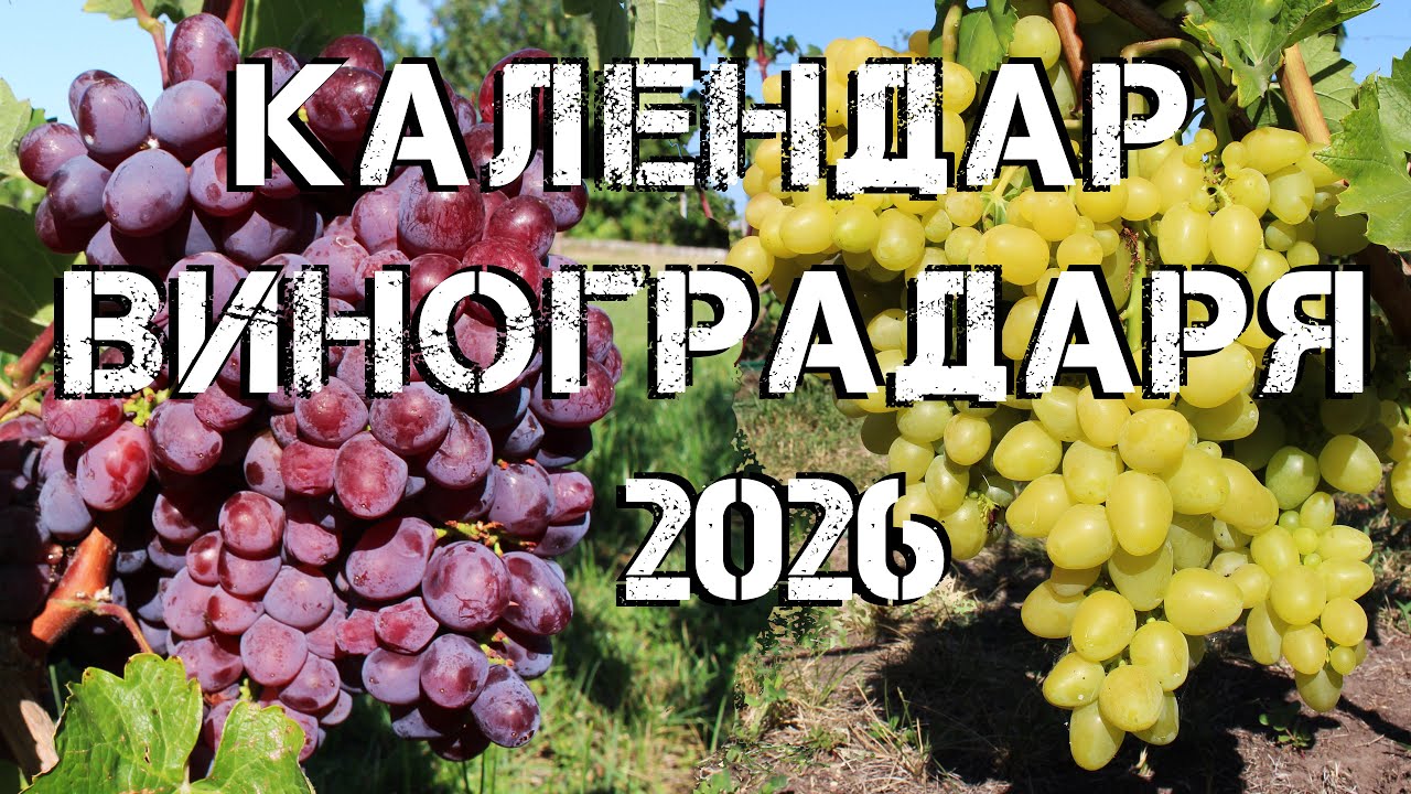 Календар виноградаря 2026  Догляд за виноградником протягом усього сезону
