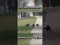 Cat Fight Monkeys Try To Calm Cat Fighting Monkeys Animals
