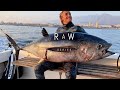 Raw series bluewater spearfishing  massive tuna and more caught on camera