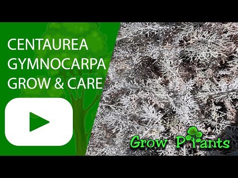 Video: Vai Centaurea montana brieži ir izturīgi?