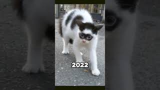 The Most Legendary Cats and Dogs Memes Then vs Now 🥹❤️