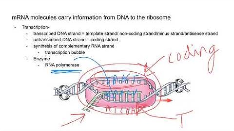 6.3 transcription and RNA processing