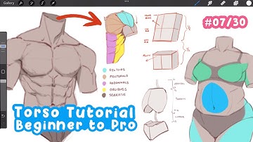 how to EASILY draw ANY TORSO and BODY TYPE  | Full Drawing Tutorial - Art Bootcamp #07/30
