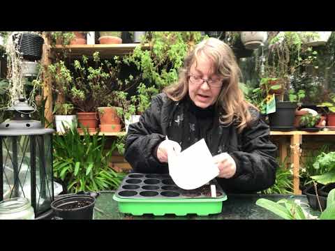 Video: Innendørs Planter Med Store Blader (27 Bilder): Storbladet Jomfrublomst Hjemme Blomst, Ikke-blomstrende Og Andre Arter