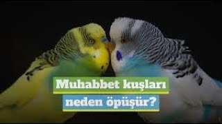 Muhabbet Kuşları Öpüşme Ve Kur Yapma Şu Şukızıştırıcı