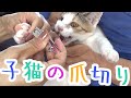 保護した子猫の爪切りとご褒美と先住猫のやきもちと・・・