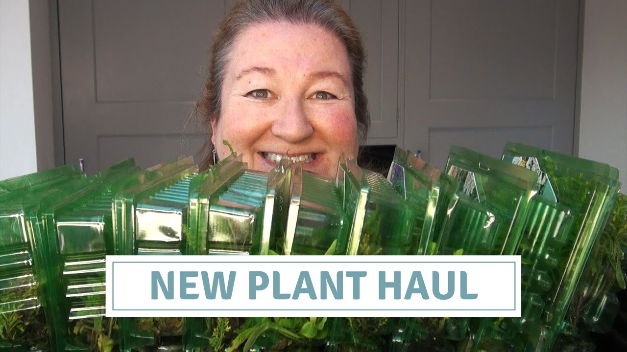 Plant Haul / Perennial Plug Plants YouTube