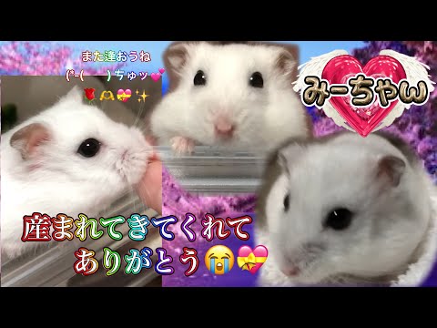 【天使美羽】のハムスター🐹✨みーちゃん産まれてきてくれてありがとう🥹💝大好きまた巡り会おうね(*-(　　)ㄘゅッ💕🌹💝✨️