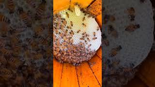 بناء النحل العسل للشمع وتعبئة عسل بناء جديد للشمع ?