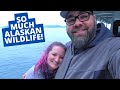 Whales in Alaska! Seward, Alaska Wildlife Cruise!