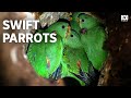 Swift Parrots | An Endangered Species' Remarkable Recovery