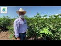Crece cultivo de higo en el norte de Sinaloa