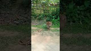 animals video#trendingshorts #anmals #travel#sorts #monkey ##entertainment#youtube