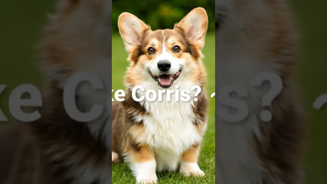 Thank You Corgi Lovers! 🐾 Your Love Means Everything 💖 | 